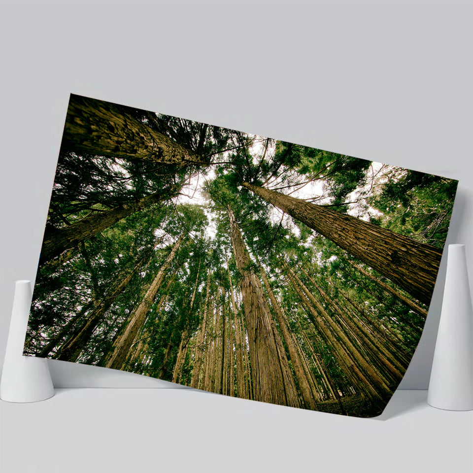 Abstract Forest Print Poster Prints Wall Art Decor, Unframe, Poster Art