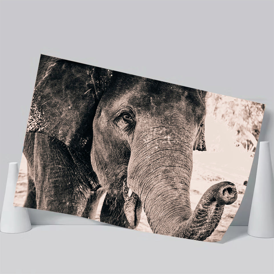 African Elephant Poster Prints Wall Art Decor, Unframe, Poster Art