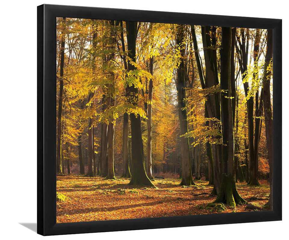 Autumn Scented Woods-Forest art, Art print, Plexiglass Cover