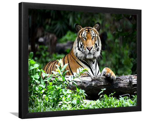 Bengal Tiger-Forest art, Art print, Plexiglass Cover