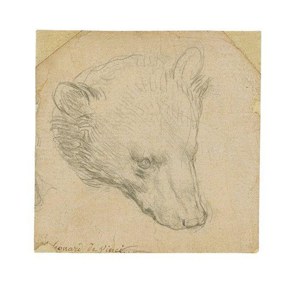Da Vinci's Head of a Bear could sell for nearly $17 million ? - Unixcanvas