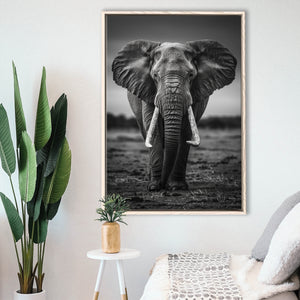 Elephant Portrait Black And White V2, Framed Canvas Prints Wall Art Decor, Floarting Frame Painting Canvas Art