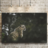 A Snow Leopard Canvas Prints Wall Art - Painting Canvas, Wall Decor, Canvas Art, For Sale