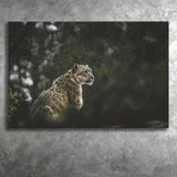 A Snow Leopard Canvas Prints Wall Art - Painting Canvas, Wall Decor, Canvas Art, For Sale