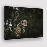 A Snow Leopard Canvas Prints Wall Art - Painting Canvas, Wall Decor, Canvas Art, For Sale