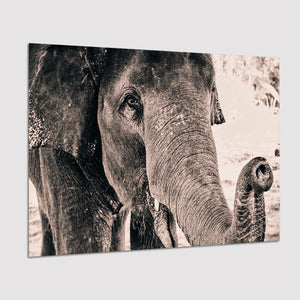 African Elephant Poster Prints Wall Art Decor, Unframe, Poster Art