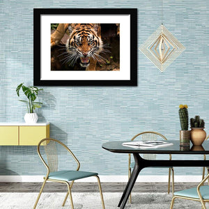 Angry Sumatran Tiger-Canvas art,Art print,Frame art
