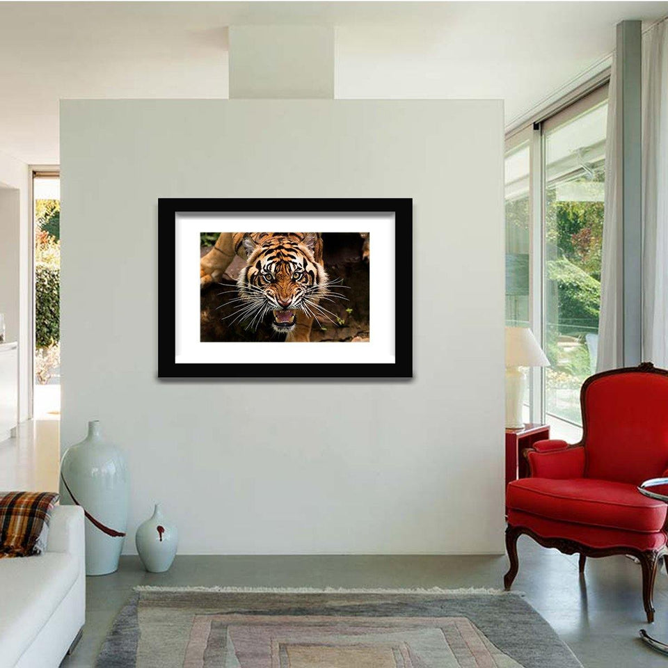 Angry Sumatran Tiger-Canvas art,Art print,Frame art