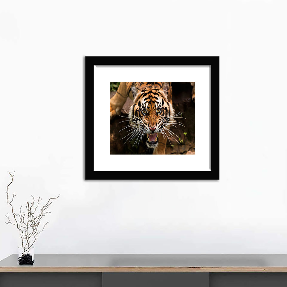 Angry Sumatran Tiger - Art Prints, Framed Prints, Wall Art Prints, Frame Art