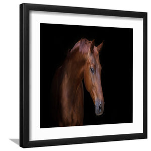 Arabian Horse Portrait - Art Prints, Framed Prints, Wall Art Prints, Frame Art