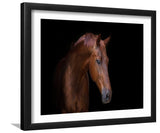 Arabian Horse Portrait-Canvas art,Art print,Frame art