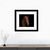 Arabian Horse Portrait - Art Prints, Framed Prints, Wall Art Prints, Frame Art