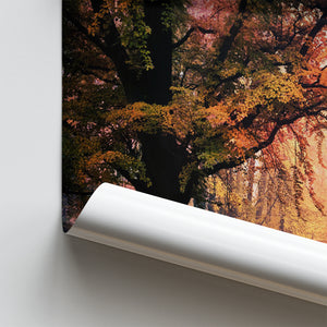 Autumn Oak Tree Nature Foliage Forest Orange Leaves Landscape Poster Prints Wall Art Decor, Unframe, Poster Art
