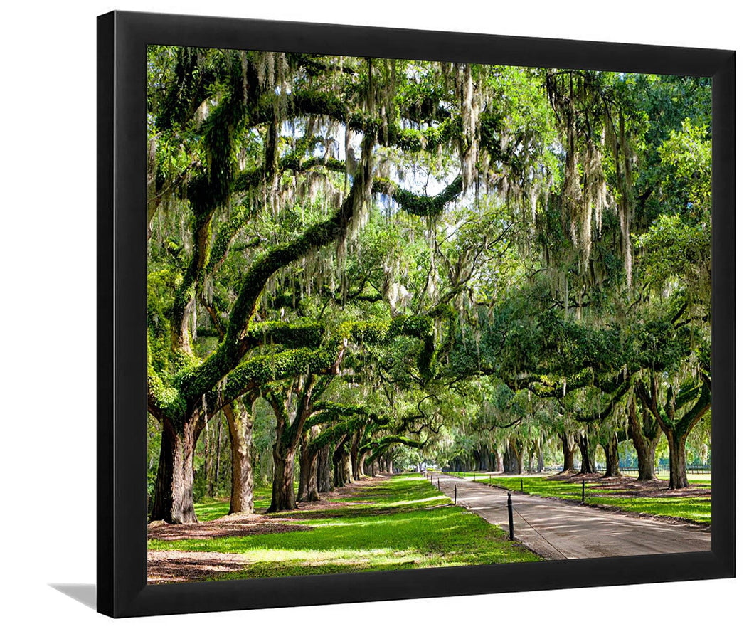 Avenue of Oaks - Boone Hall Plantation Charleston South Carolina-Forest art, Art print, Plexiglass Cover