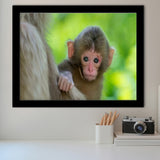 Baby Monkey Framed Art Prints Wall Decor - Painting Prints, Wall Art, Framed Picture, Black Frame
