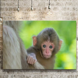 Baby Monkey Canvas Prints Wall Art - Painting Canvas, Wall Decor, Canvas Art, For Sale
