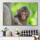 Baby Monkey Canvas Prints Wall Art - Painting Canvas, Wall Decor, Canvas Art, For Sale