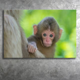 Baby Monkey Canvas Prints Wall Art - Painting Canvas, Wall Decor, Canvas Art, For Sale