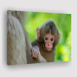Baby Monkey Canvas Prints Wall Art - Painting Canvas, Wall Decor, Canvas Art, For Sale