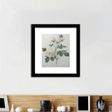 Bengal rose by Pierre Joseph Redoute - Art Prints, Framed Prints, Wall Art Prints, Frame Art