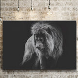 Black And White Lion, Lion Wall Art, Canvas Prints Wall Art Home Decor