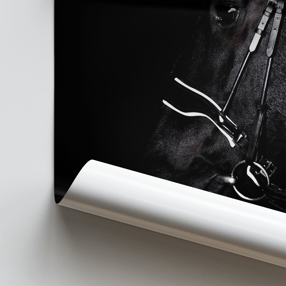 Black Horse Photo Poster Prints Wall Art Decor, Unframe, Poster Art