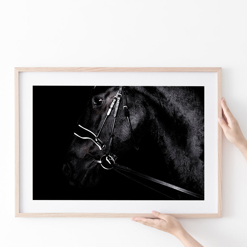 Black Horse Photo Poster Prints Wall Art Decor, Unframe, Poster Art
