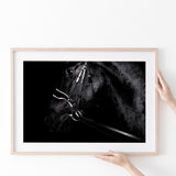 Black Horse Photo Poster Prints Wall Art Decor, Unframe, Poster Art