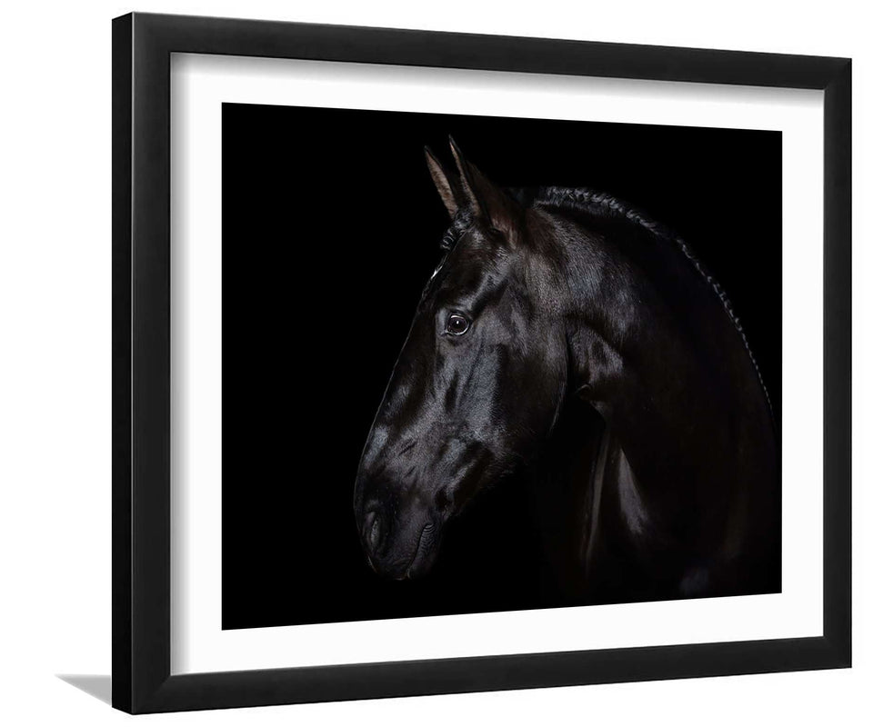 Black Horse Portrait-Canvas art,Art print,Frame art
