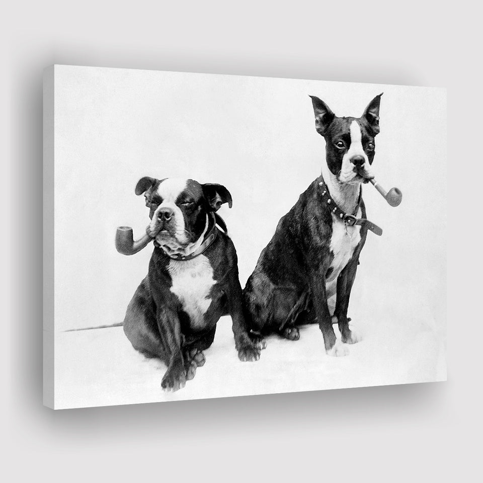 Boston Terriers Smoking Pipes Black And White Print, Canvas Prints Wall Art Home Decor