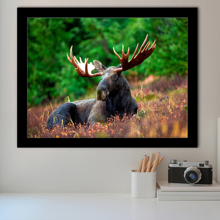 Canadian Moose Framed Art Prints Wall Art Decor, Framed Picture, Home Decor