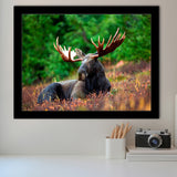 Canadian Moose Framed Art Prints Wall Art Decor, Framed Picture, Home Decor
