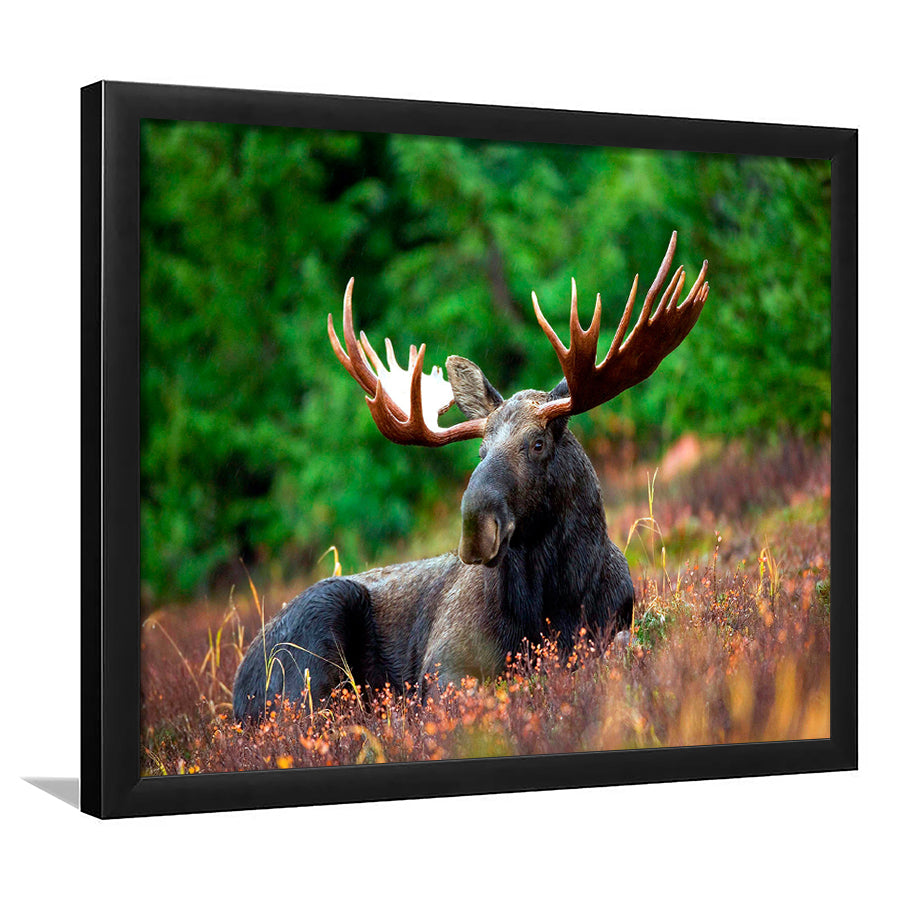 Canadian Moose Framed Art Prints Wall Art Decor, Framed Picture, Home Decor