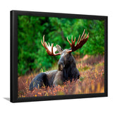 Canadian Moose Framed Art Prints Wall Art Decor, Framed Picture, Home Decor