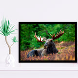 Canadian Moose Framed Art Prints Wall Art Decor, Framed Picture, Home Decor