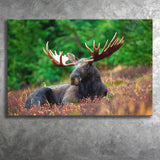 Canadian Moose Canvas Prints Wall Art Decor - Painting Canvas,Home Decor, Ready to Hang