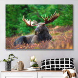Canadian Moose Canvas Prints Wall Art Decor - Painting Canvas,Home Decor, Ready to Hang
