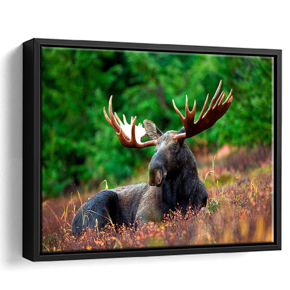Canadian Moose Framed Canvas Prints Wall Art Decor, Framed Picture, Floating Frame