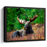 Canadian Moose Framed Canvas Prints Wall Art Decor, Framed Picture, Floating Frame