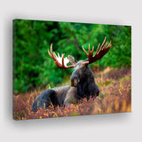 Canadian Moose Canvas Prints Wall Art Decor - Painting Canvas,Home Decor, Ready to Hang