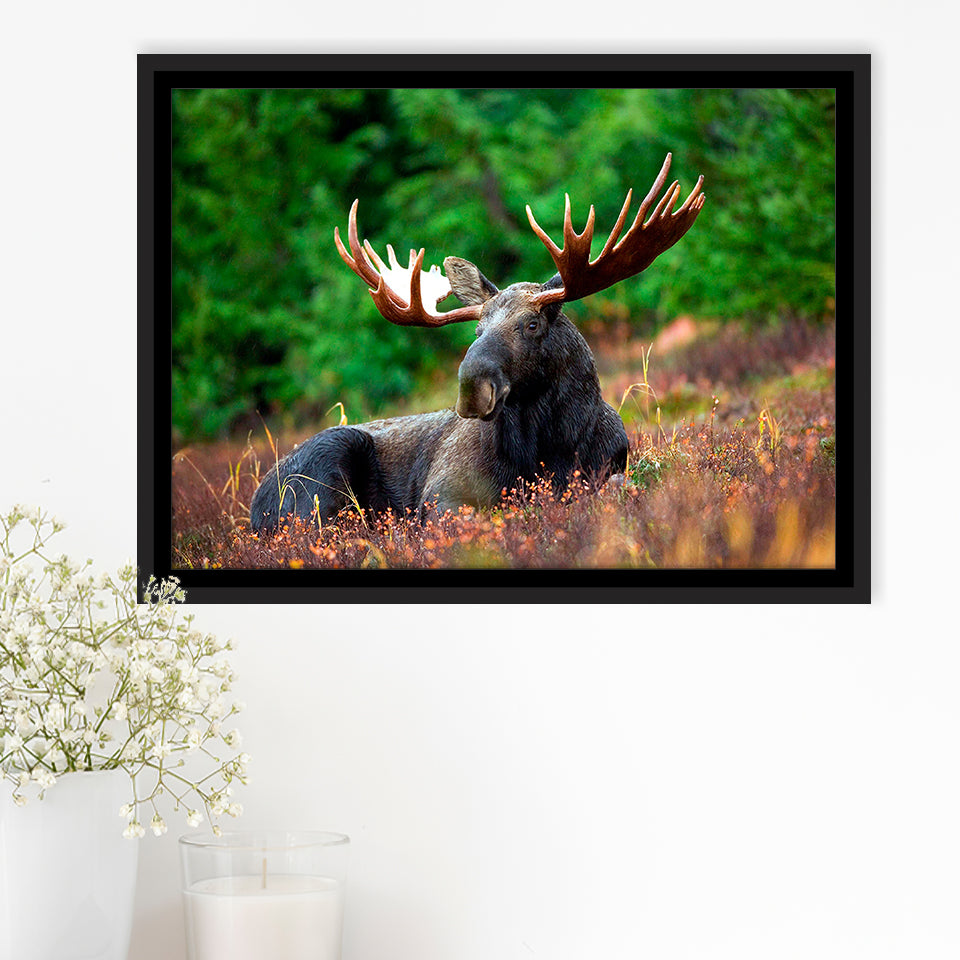 Canadian Moose Framed Canvas Prints Wall Art Decor, Framed Picture, Floating Frame