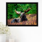 Canadian Moose Framed Canvas Prints Wall Art Decor, Framed Picture, Floating Frame