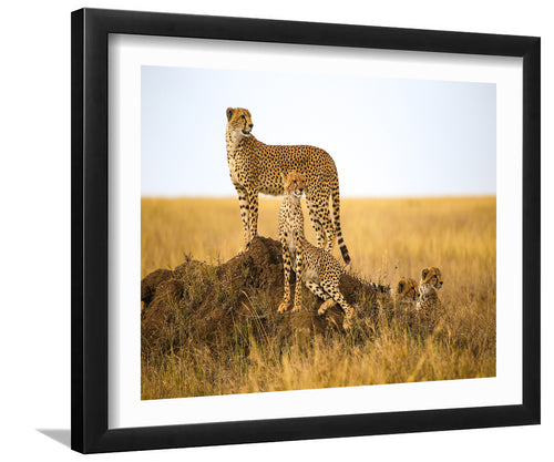 Cheetahs in Serengeti National Park Tanzania-Canvas art,Art print,Frame art