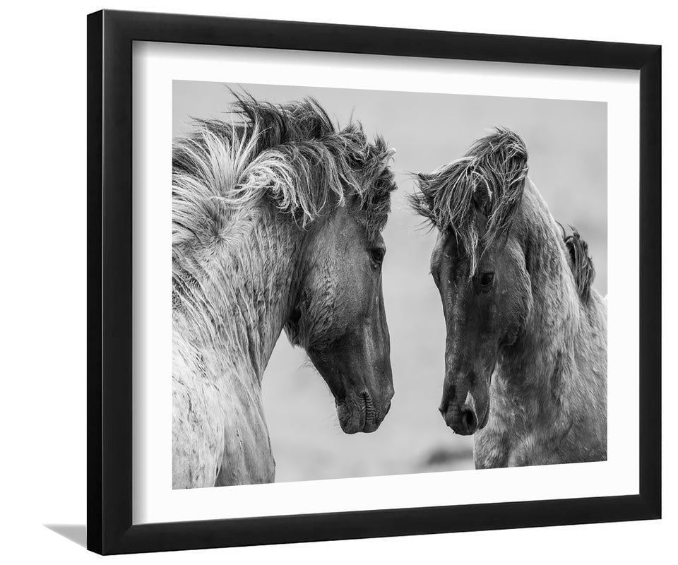 Couple of Horses in Black and White-Canvas art,Art print,Frame art