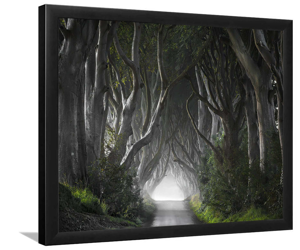 Dark Hedges-Forest art, Art print, Plexiglass Cover