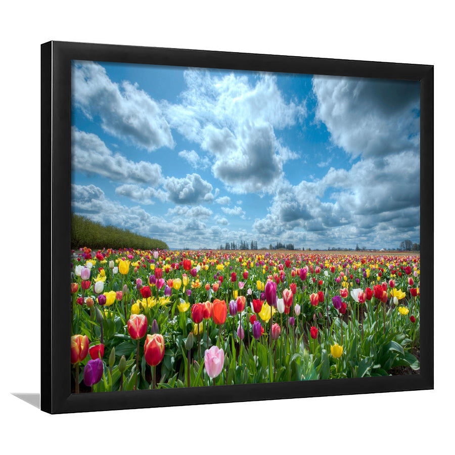 Field Of Tulips In Various Colors Framed Art Prints Wall Decor - Painting Prints, Wall Art, Framed Picture, Black Frame