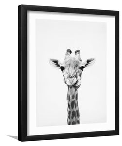 Giraffe-Black and white Art, Art Print, Plexiglass Cover