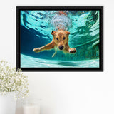 Golden Labrador Retriever Framed Canvas Prints Wall Art - Painting Prints, Wall Decor, Floating Frame