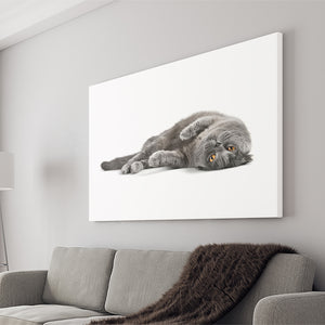 Gray Cat Lying Down Canvas Wall Art - Canvas Prints, Prints for Sale, Canvas Painting, Canvas On Sale