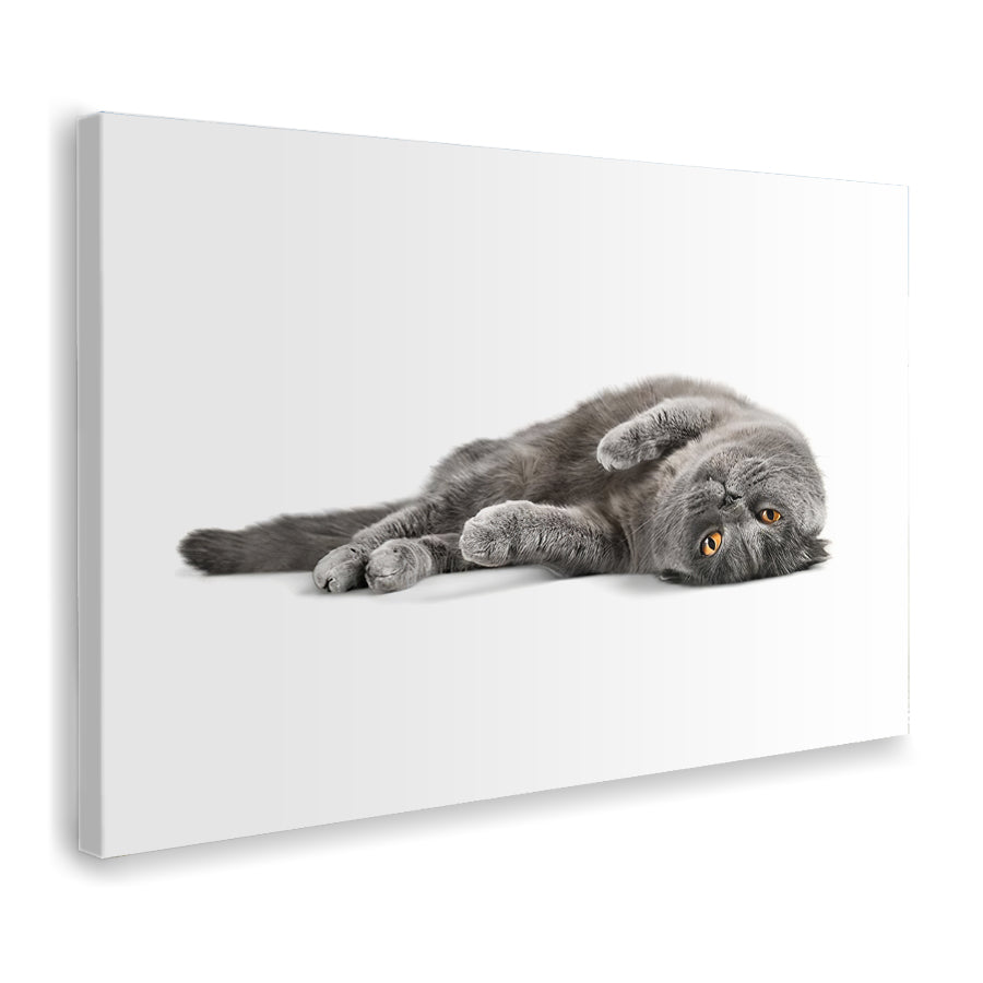 Gray Cat Lying Down Canvas Wall Art - Canvas Prints, Prints for Sale, Canvas Painting, Canvas On Sale
